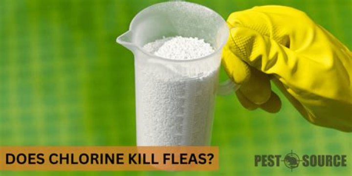 Does Chlorine Kill Fleas?